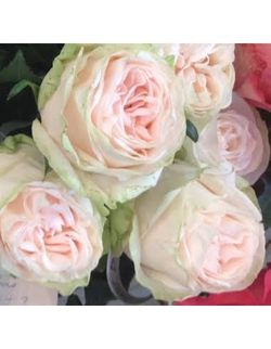 Fresh roses