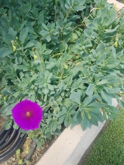 1 gallon healthy potted succulents