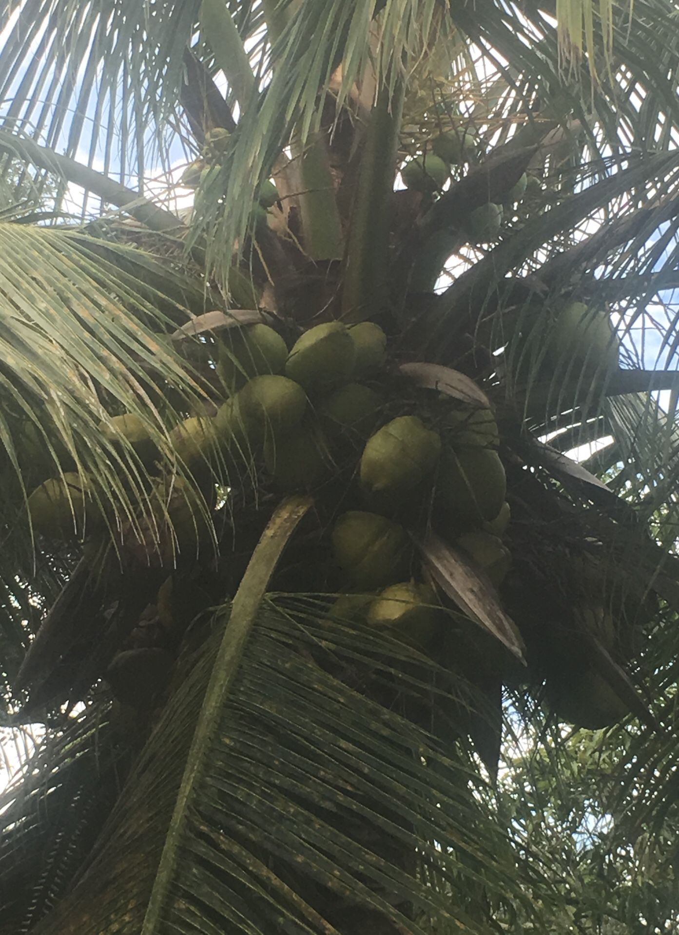 Free Coconuts!!! Still Available