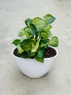 🪴 plants