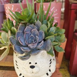 Animal Pots With Succulents (3 For $20)