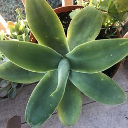 Gorgeous Big Succulent