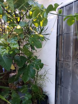 Yellow fig tree in the pot