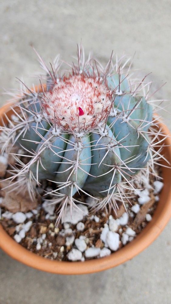 Blue Melo Cactus - Starter Plant