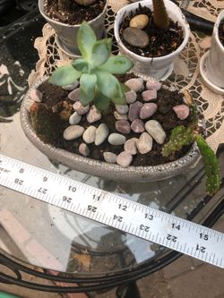 Succulent and cacti arrangement in an oval ceramic pot.