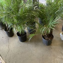 Pigmy Palms 23$ Each