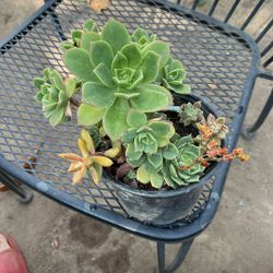 Assorted Succulents 