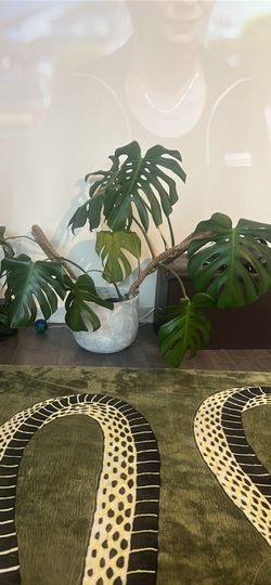 Monstera and small snake plant