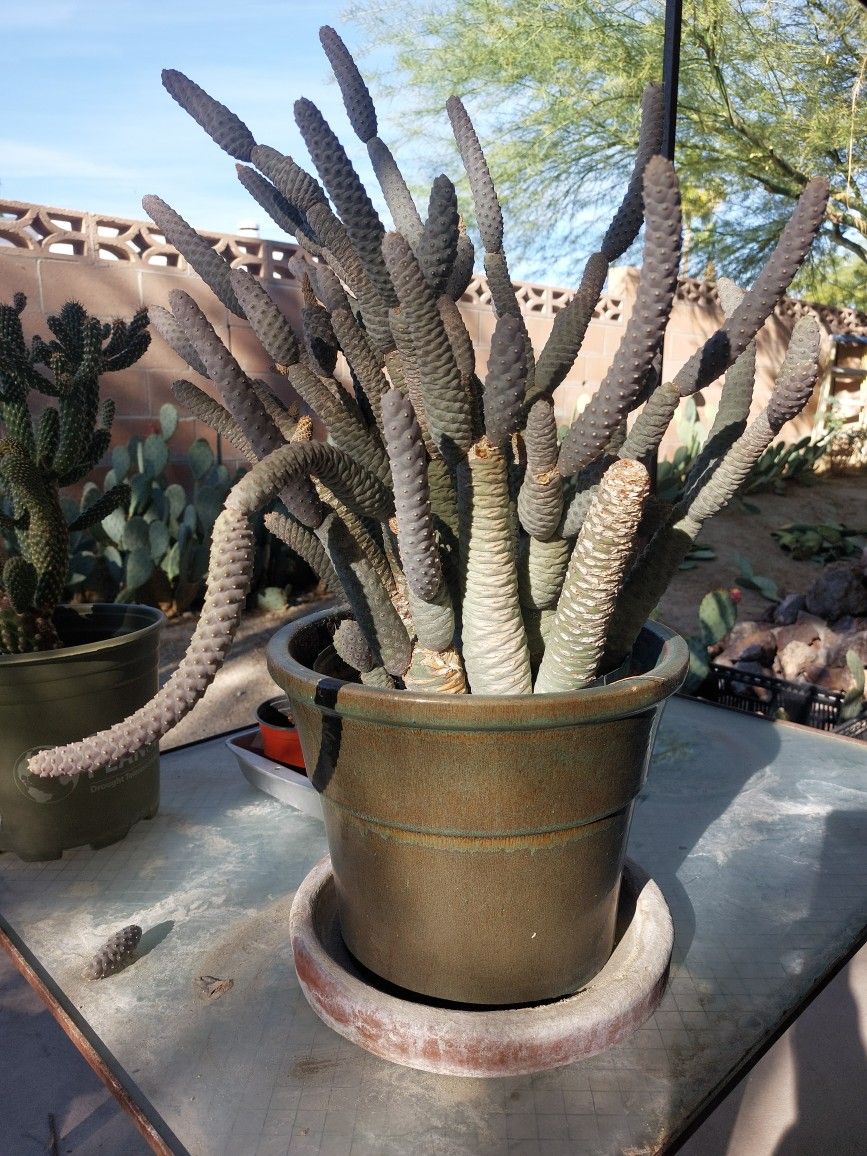 Very Large Boxing Glove Cactus