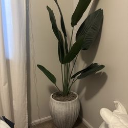 Bird of Paradise Plant in Gray Planter