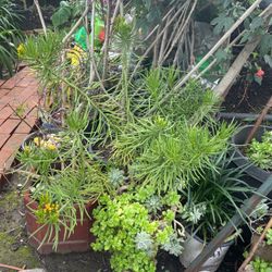 Suculenta Varios Tipos