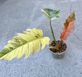 Philodendron Caramel Marble Variegated 