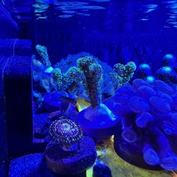 Neon Green Stylo Frag – Hardy SPS Starter 