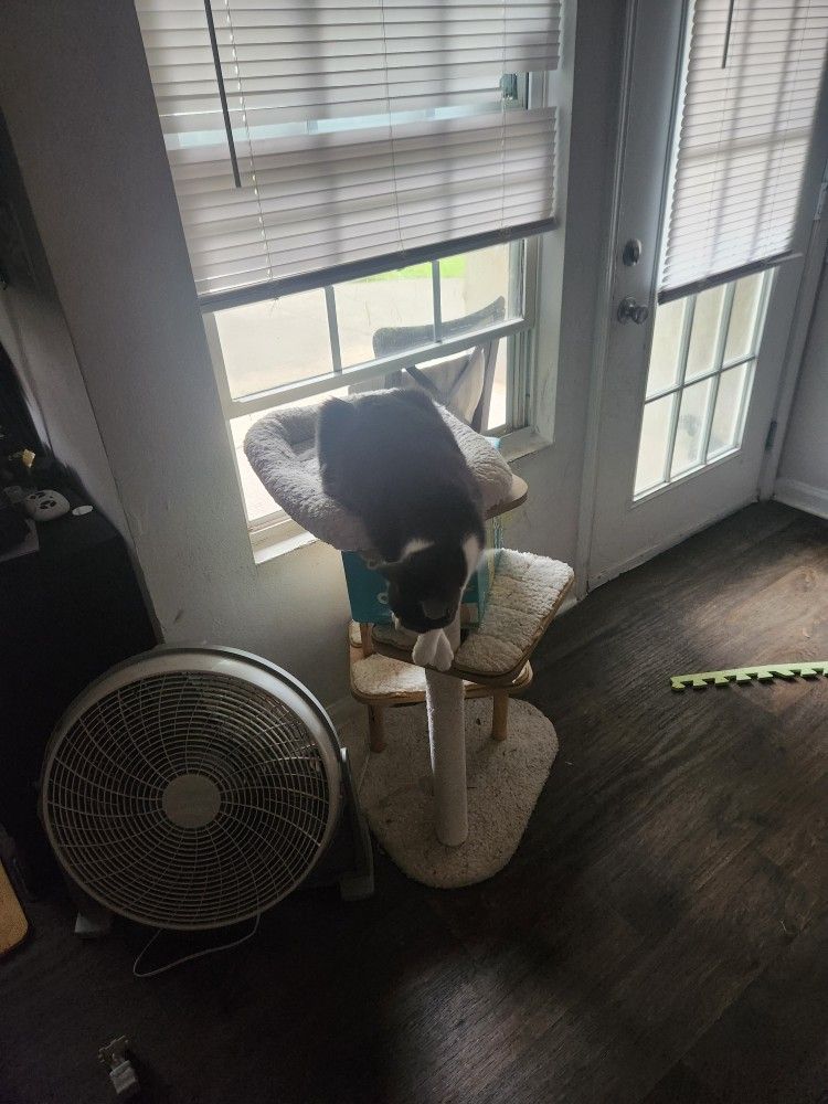 Cat Tree
