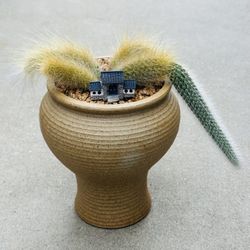 Succulents plants 🪴 