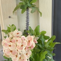 Crown Of Thorns