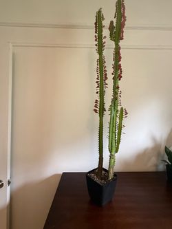 Euphorbia Trigona Rubra-African milk tree