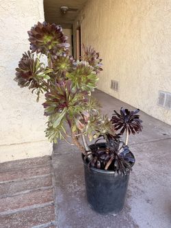 Aeonium arboreum “Black Rose” succulent and the Aeonium Arboreum Atropurpureum Rose Succulent