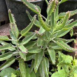 Calanchoe