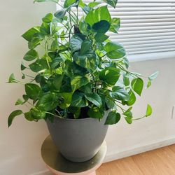 XL Large Golden Pothos Live Plant Houseplant Home Decor Foliage - 1 available 