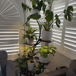 Plant Stand With Grow Lights 8 Tier 62" 