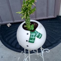 cactus vase de ceramica