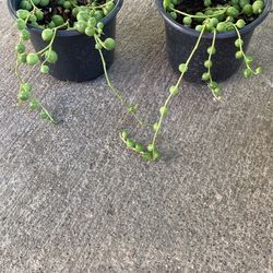 Planta Collar De Perlas 