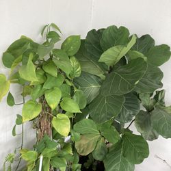 Nice Big Green Indoor Office Or Home Plant