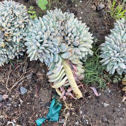 Cresent Succulent Cutting 