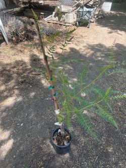 California pepper tree $8