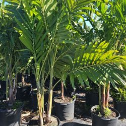 Christmas palms over 6 to 7 feet tall Instant  coverage single double triple all sizes available 