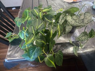 Plants
