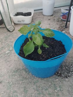 Young Red Ghost Peppér Starter Plant In 2 Gallon Container