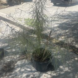 Palo Verde Tree