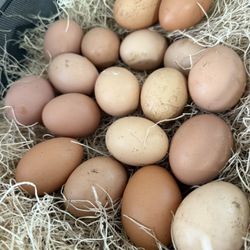 Organic  Farm Fresh Free Range Chicken Eggs