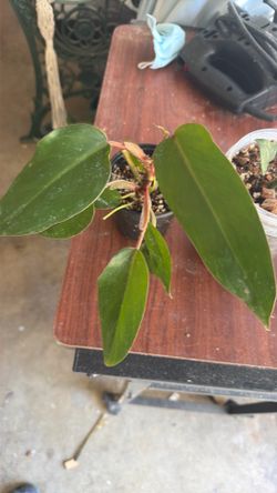 3 pack sale  : Green Congo , erubescens, horse head .