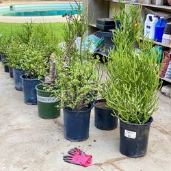 TAKE ALL - 15 PLANTS LARGE 8x Elephant Food Jade Money Tree 7x Firestick Green Pencil Cactus Trees SucculentS Drought Tolerant Plants For Garden Lands