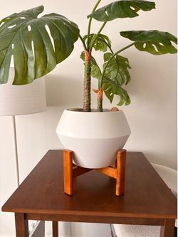 West Elm Monstera faux plant and Ilya base