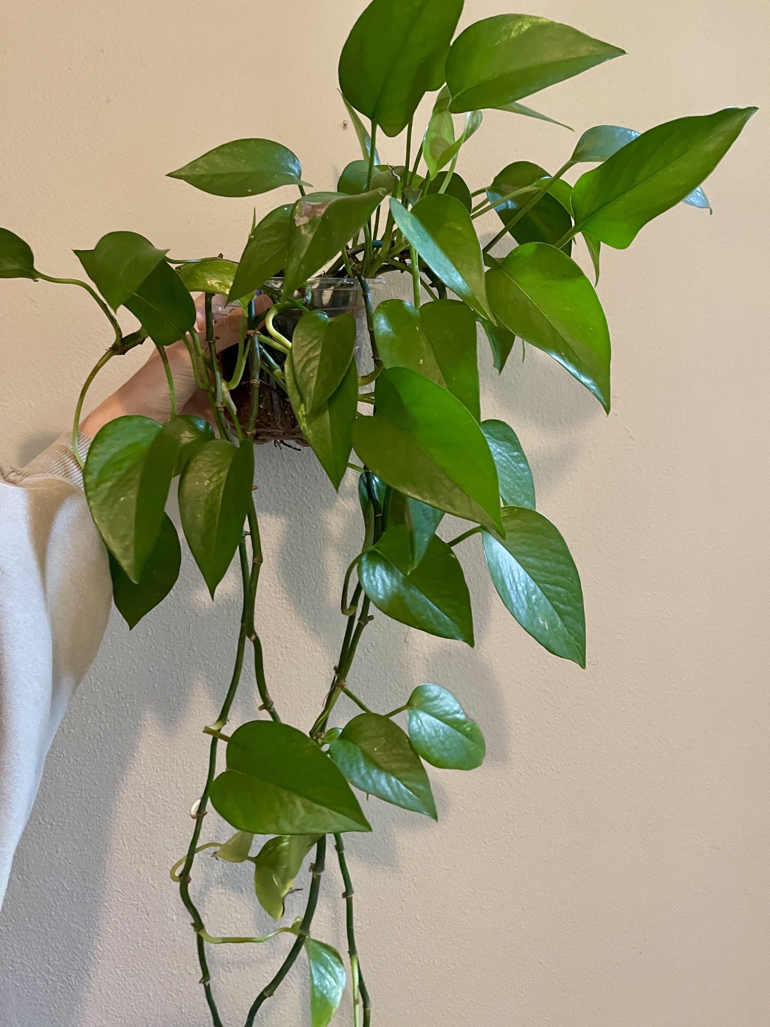 Long Golden Pothos