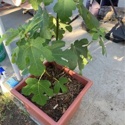Fig Tree 