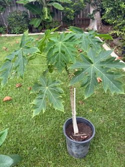 plantas de papaya