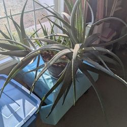 Aloe Vera Plant
