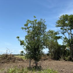 Encinos 200 Gallons Live Oak Trees $ 200 only pick up 