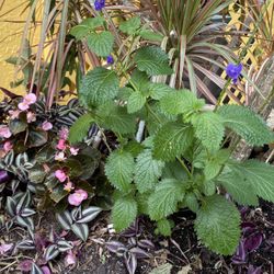 Butterfly Bush Purple Flowers