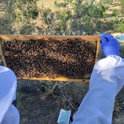 Quality Used Bee Hives