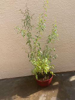 Pomegranate tree