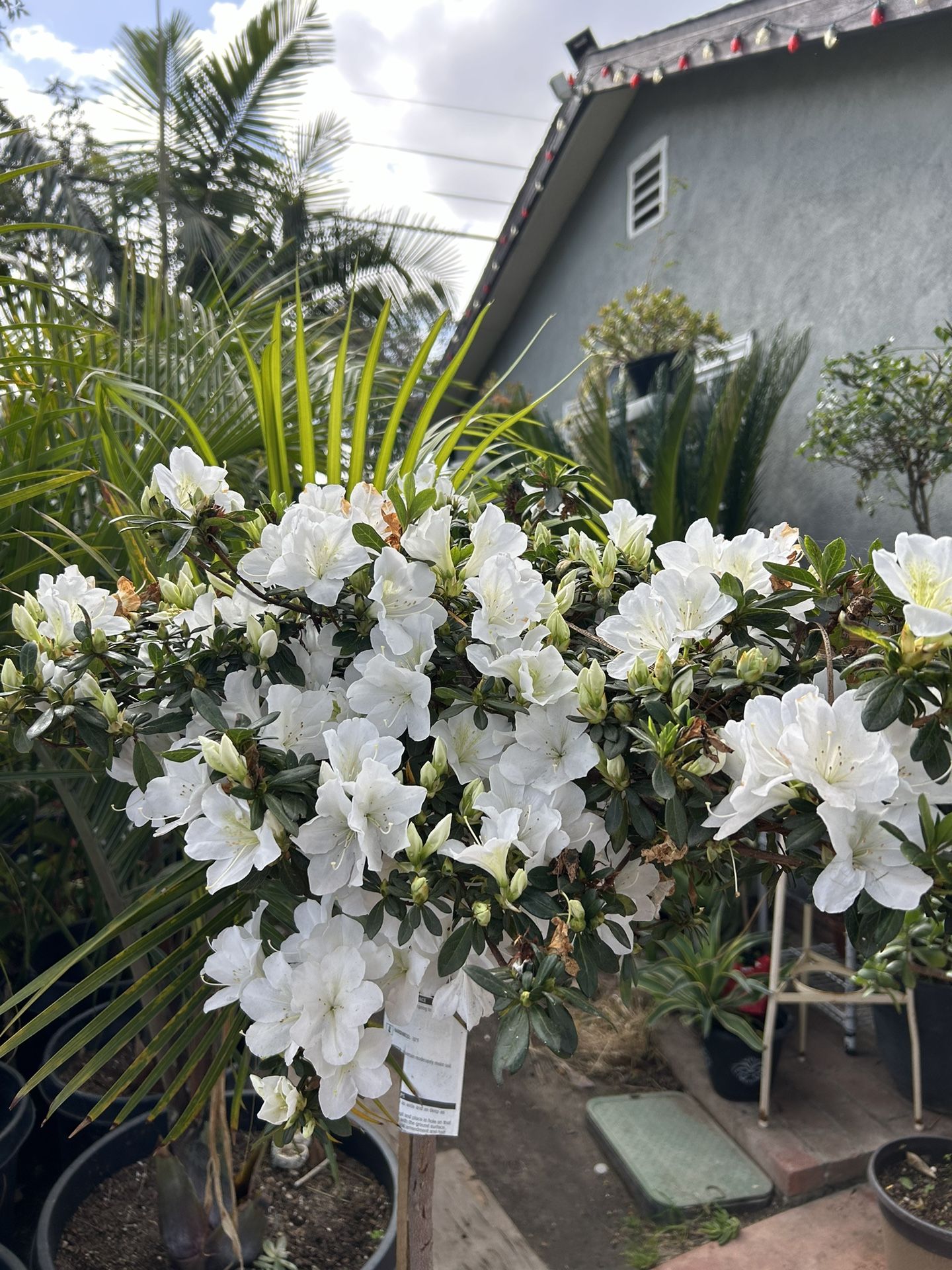 Azalea Tree for Sale in Santa Ana, CA - OfferUp