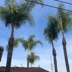 Tree Arbol Trees