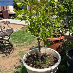 Arbolito Mandarina