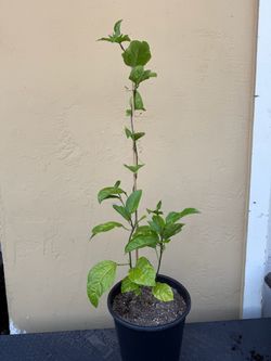 Passion Fruit Plant